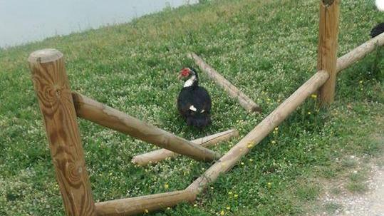 Una staccionata divelta nel parco di Serravalle