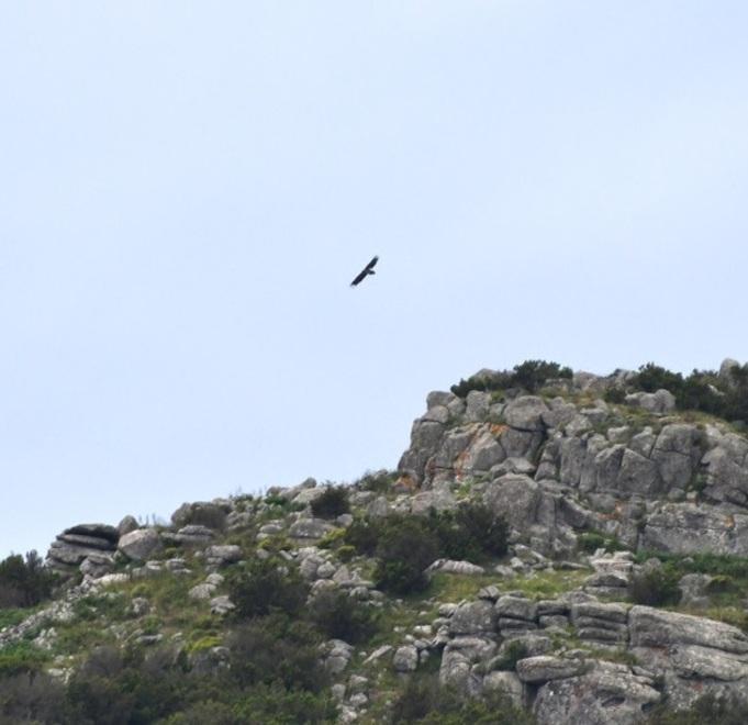 Il Gipeto sul Monte Castello Uno spettacolo eccezionale 