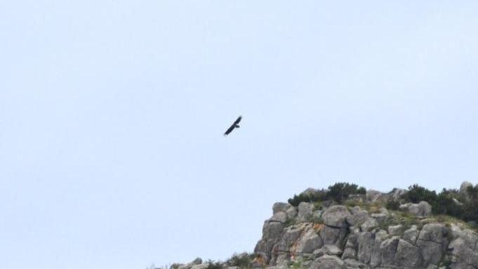 Il Gipeto sul Monte Castello Uno spettacolo eccezionale