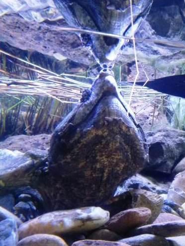 L’Acquario di Cala Gonone ha riaperto le sue sale alle visite
