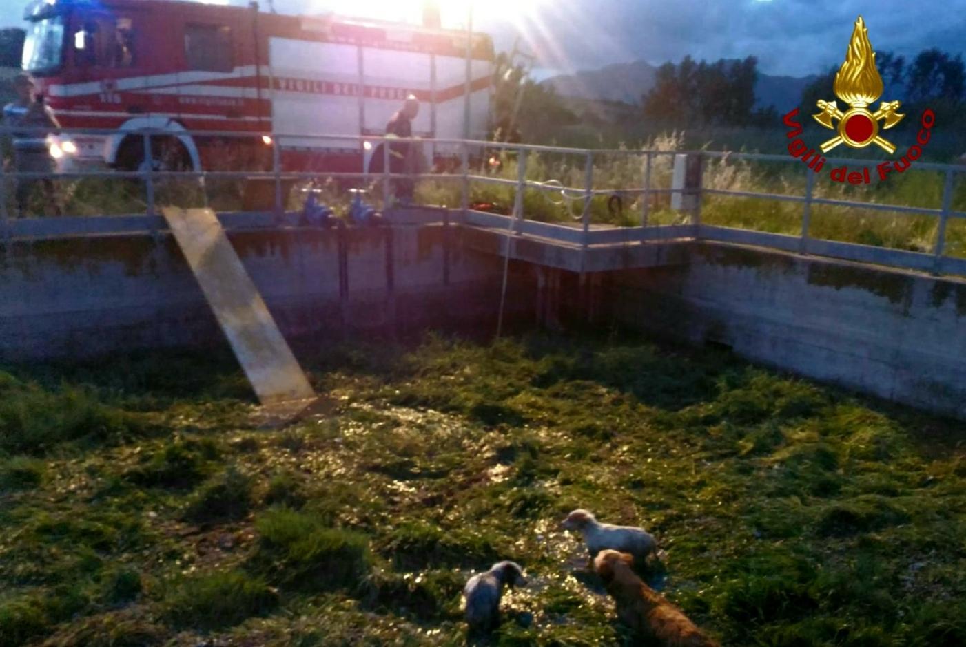 Cani nel vascone, i vigili li salvano 