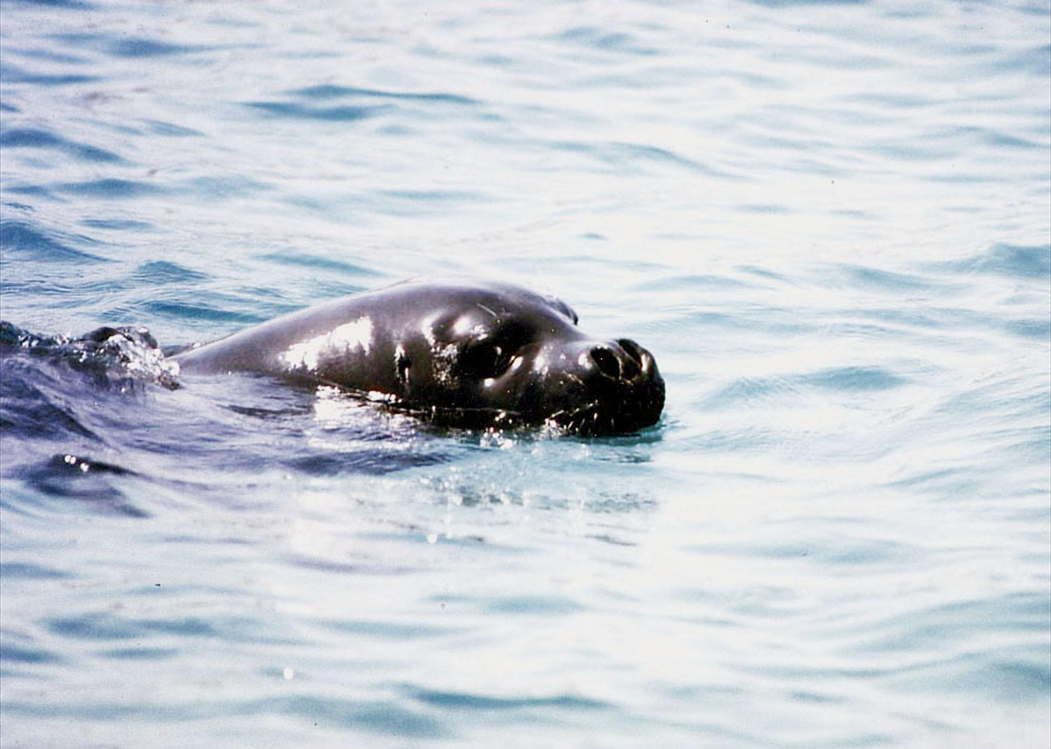 Una foca monaca in una foto d’archivio