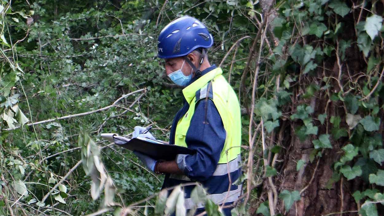Cade mentre pota un albero, grave un giardiniere di 35 anni