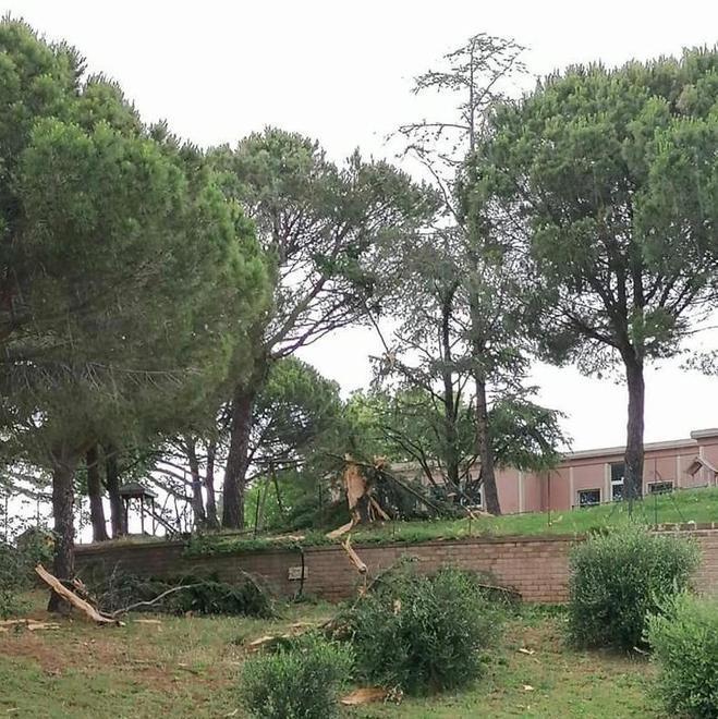 Fulmine nel giardino dell’asilo Albero ko