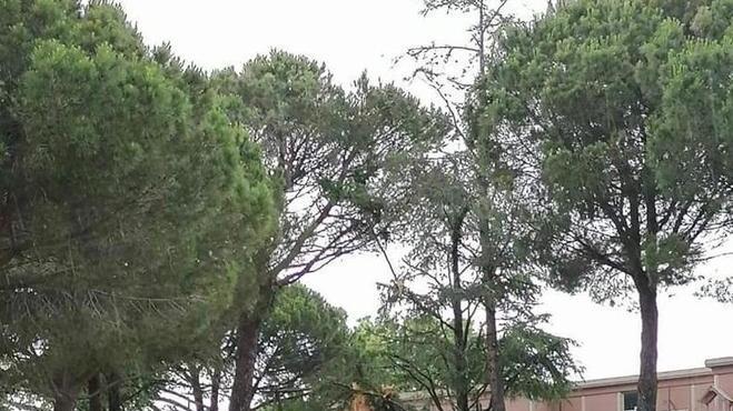 Fulmine nel giardino dell’asilo Albero ko