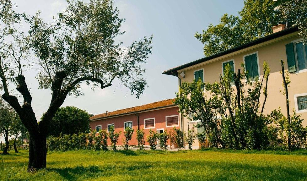 52 nuove piante per la ricerca sulla qualità dell’olio di oliva
