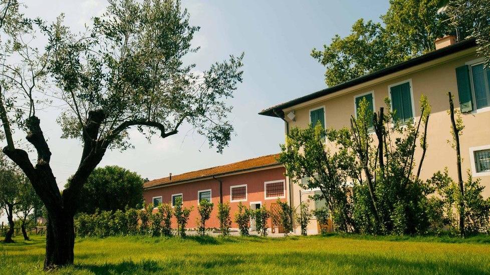 52 nuove piante per la ricerca sulla qualità dell’olio di oliva