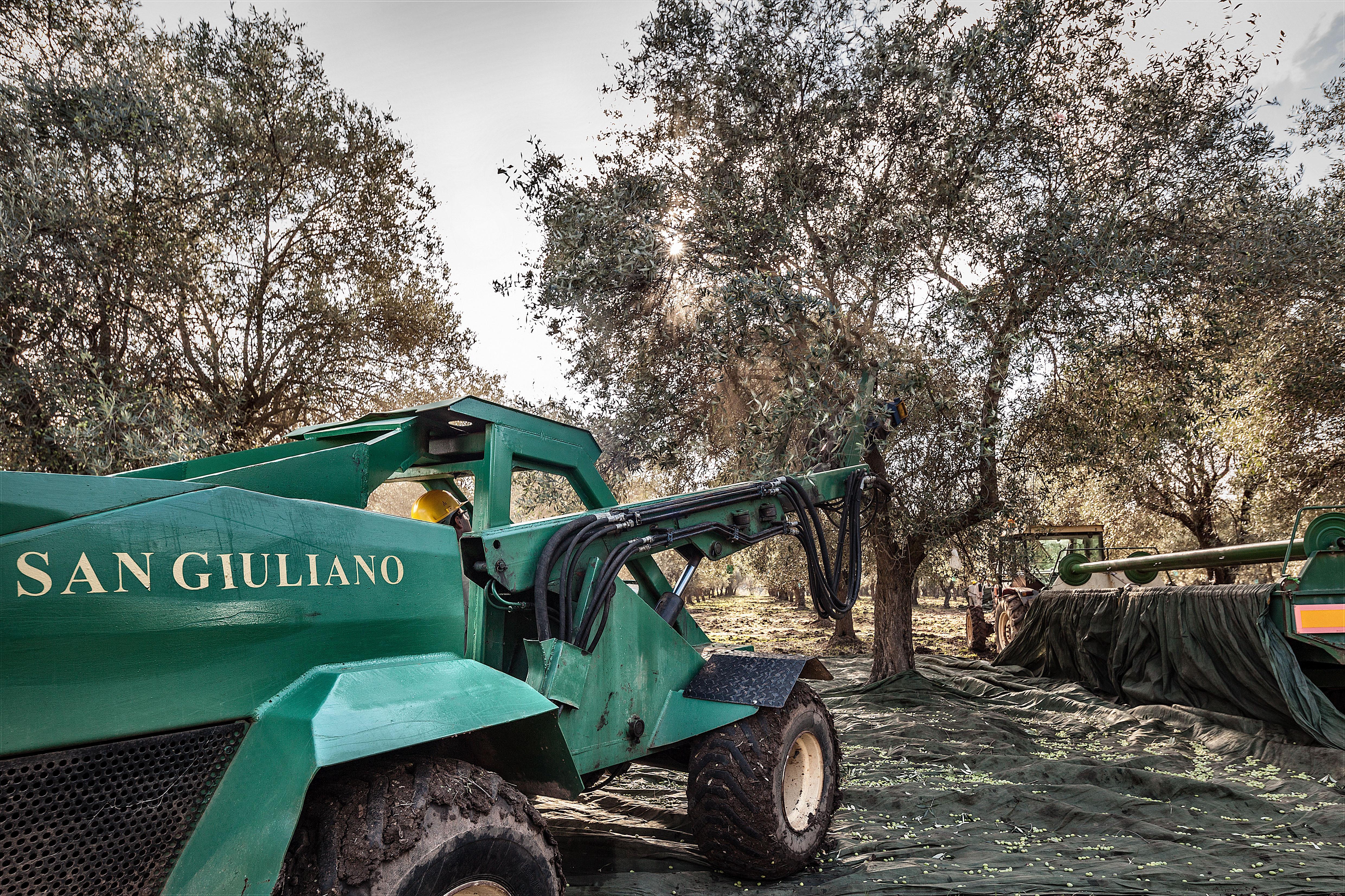 L'olio San Giuliano di Alghero vince concorso mondiale in Giappone