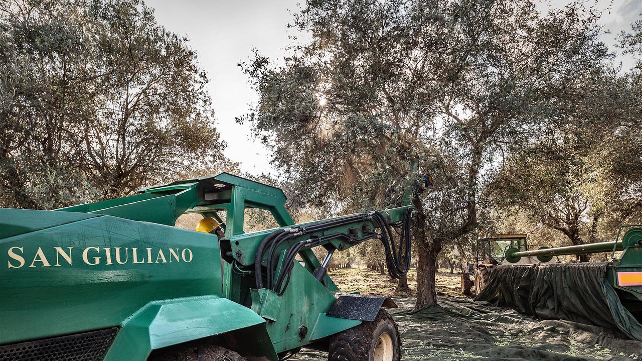 L'olio San Giuliano di Alghero vince concorso mondiale in Giappone