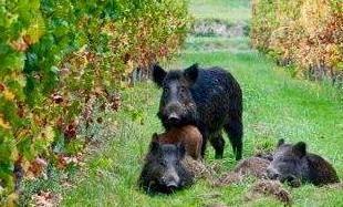 Accordo con la Regione per battute di caccia per fermare i cinghiali