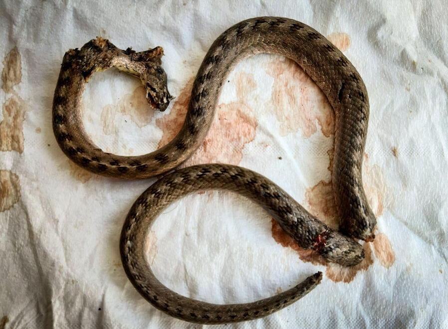 «Uccidere un serpente innocuo e protetto non è paura, ma solo viltà»
