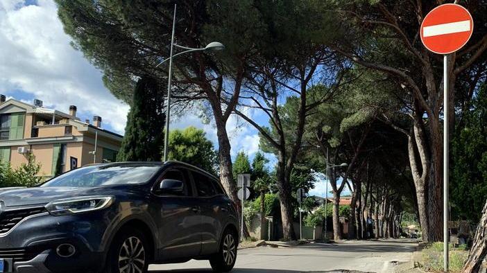 Taglio dei pini in via Sardegna? Sartoni rassicura, ma non troppo