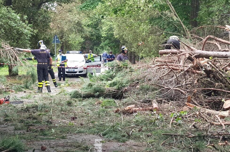 Crolla un grosso pino sul viale dei Tigli in mezzo a chi fa jogging o va in bicicletta 