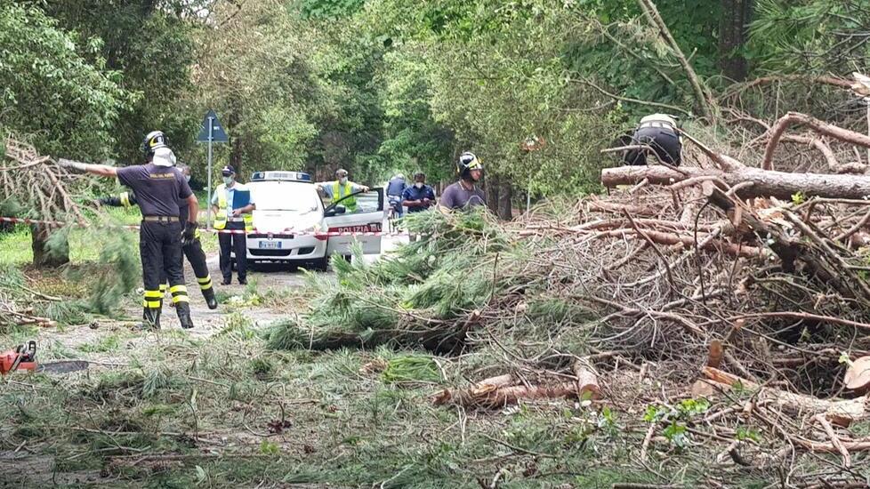 Crolla un grosso pino sul viale dei Tigli in mezzo a chi fa jogging o va in bicicletta