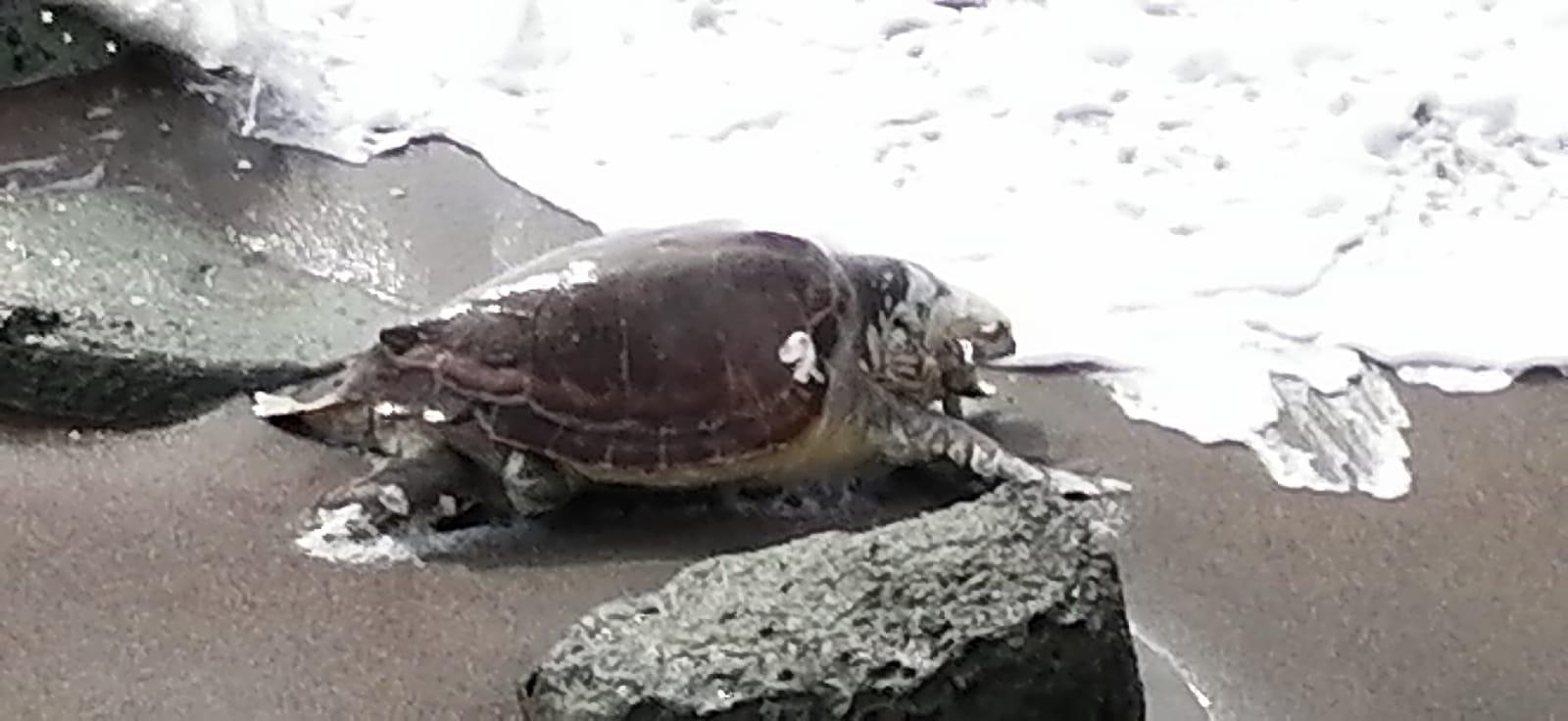 I resti di una grande tartaruga nella spiaggia di Turas a Bosa marina