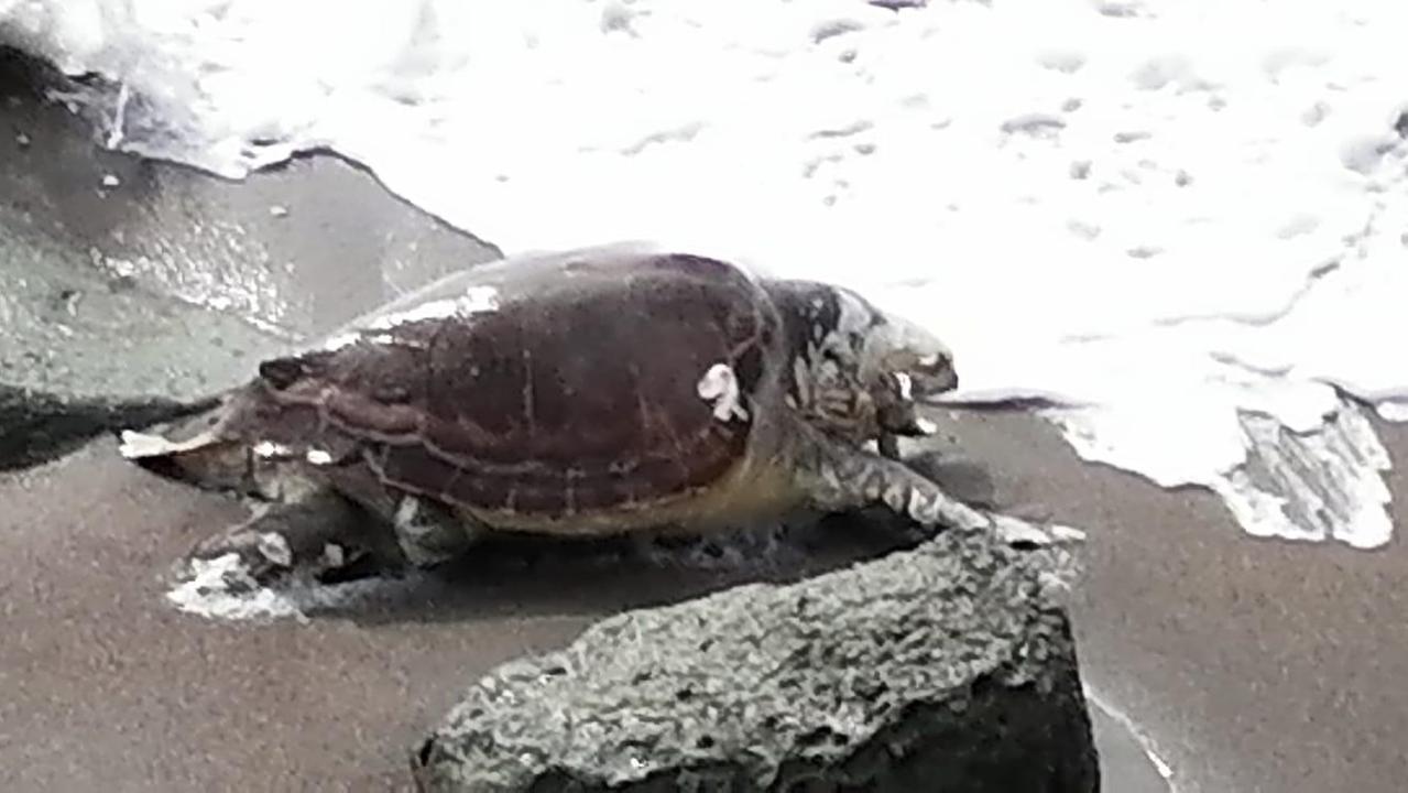 I resti di una grande tartaruga nella spiaggia di Turas a Bosa marina