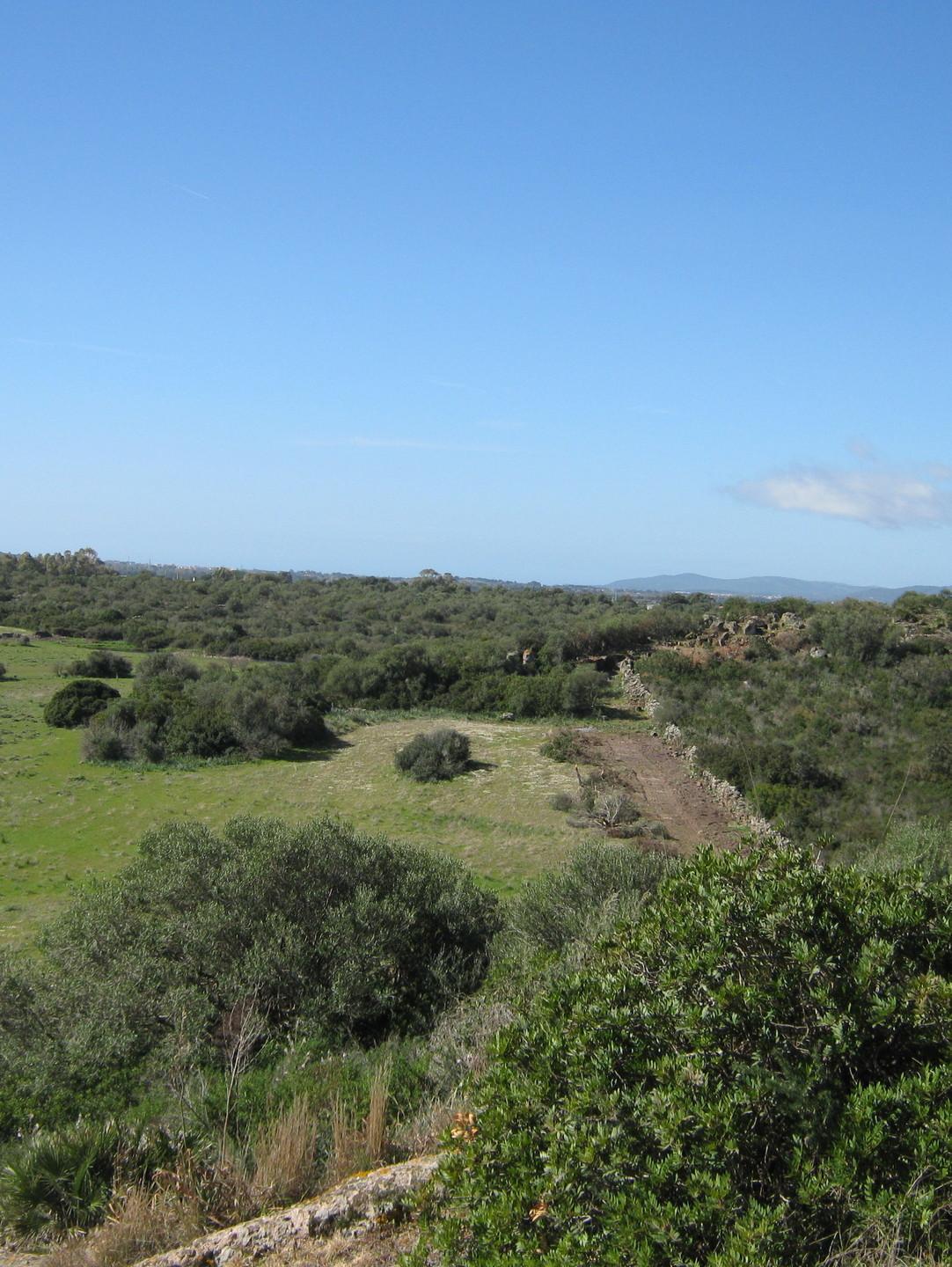 Alghero, una “digital farming” dedicata all’olio 