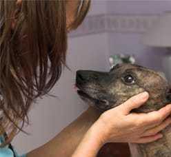 Voghiera. Ragazzini nel mirino: spaventano i cani gettando dei petardi 