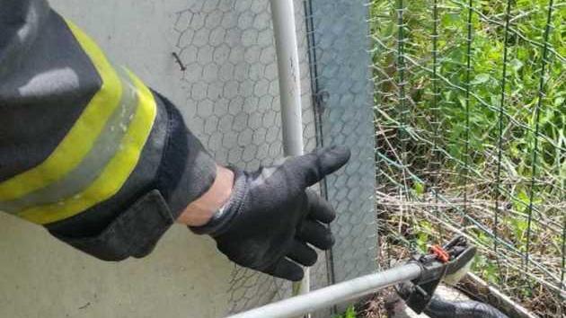 Serpente liberato dai vigili del fuoco