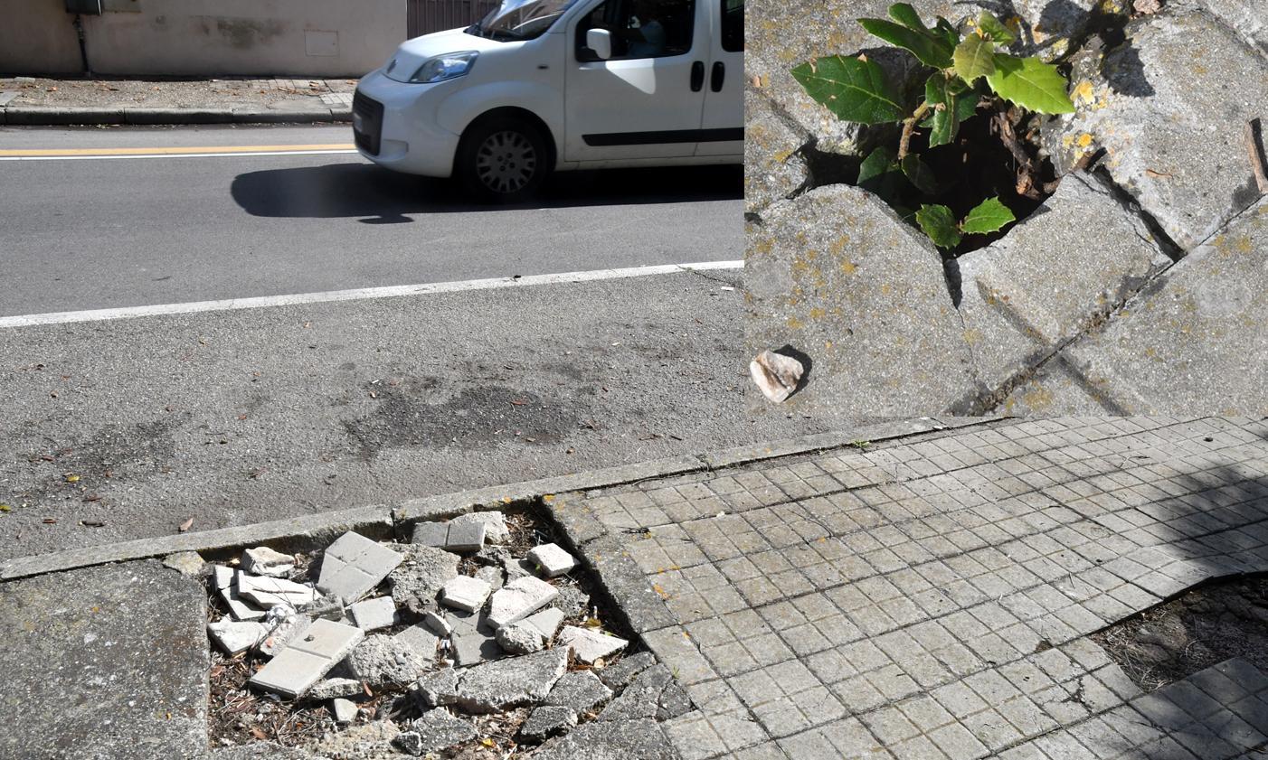 Dal marciapiede spunta una pianta