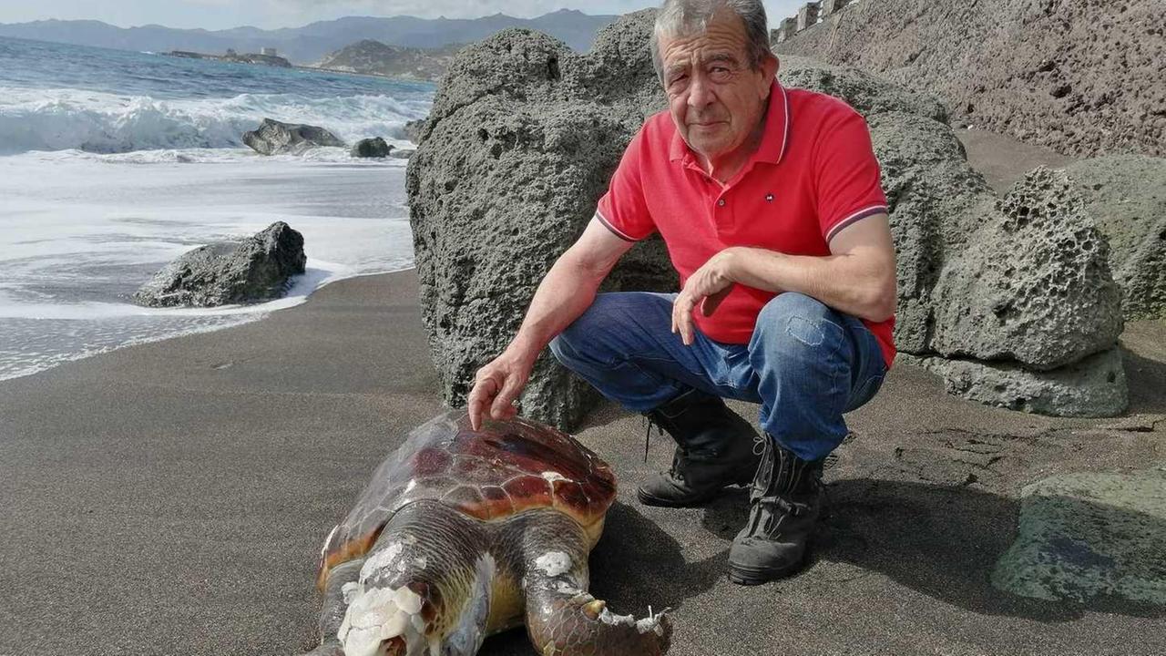 Tartaruga morta nella spiaggia Turas