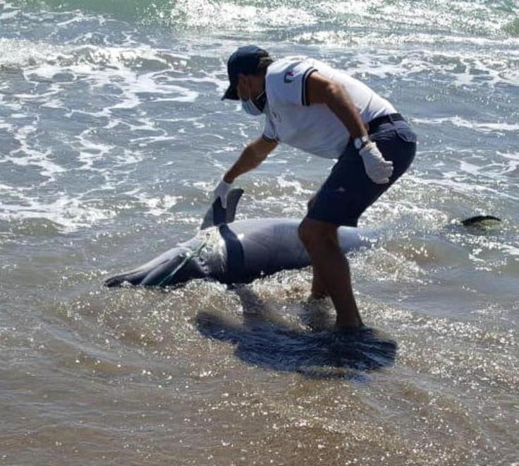 Un delfino trovato morto sulla spiaggia delle Marze Ucciso dalla rete da pesca 