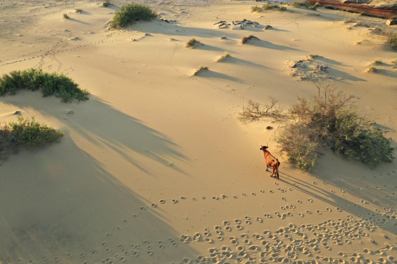 Parco dell'Asinara e Università di Sassari uniti contro la desertificazione