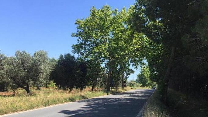L’auto investe un capriolo Non si riesce a chiedere aiuto