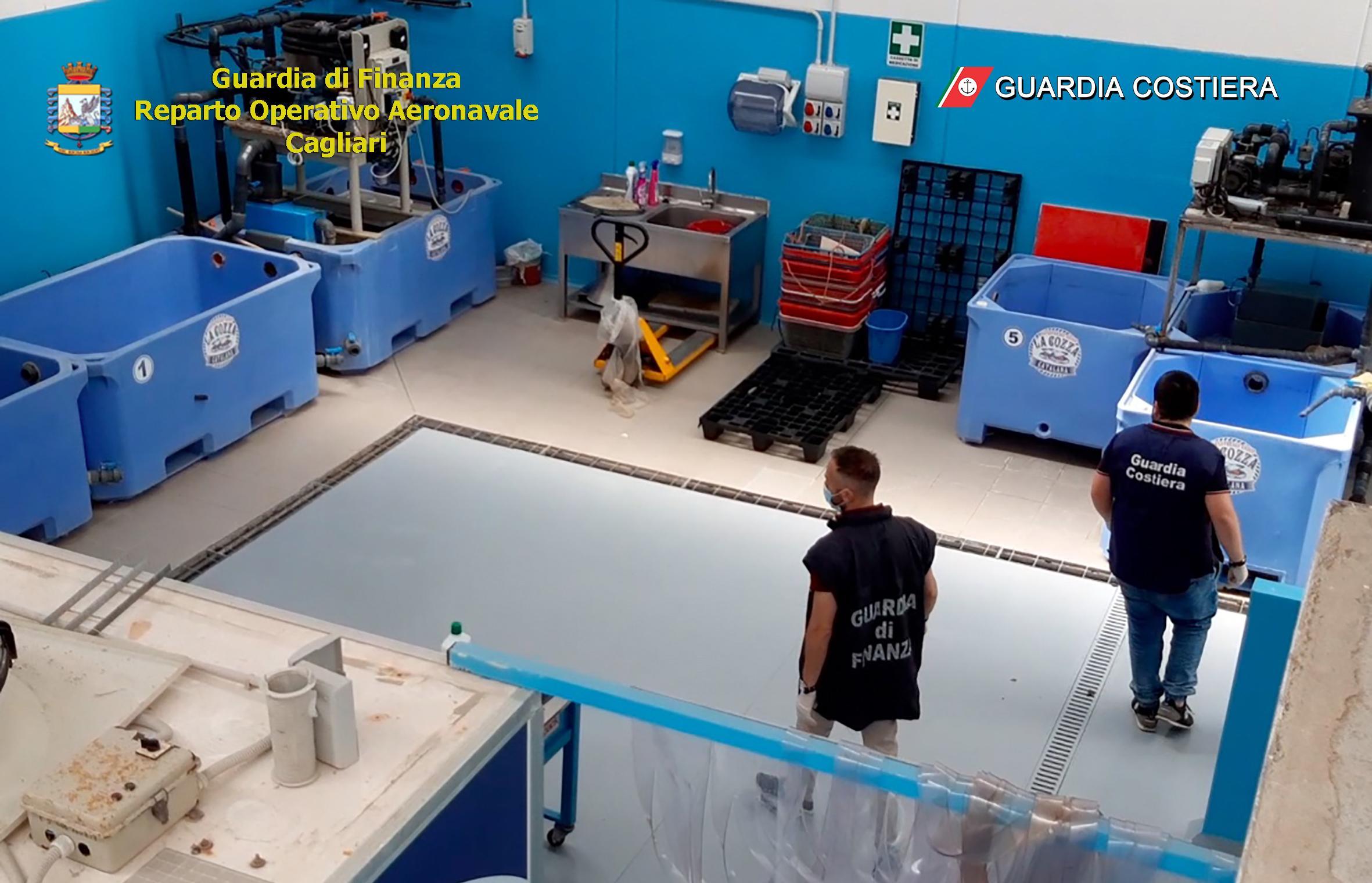 Alghero, associazione a delinquere per pescare e commerciare ricci: 25 indagati tra ristoratori e pescatori