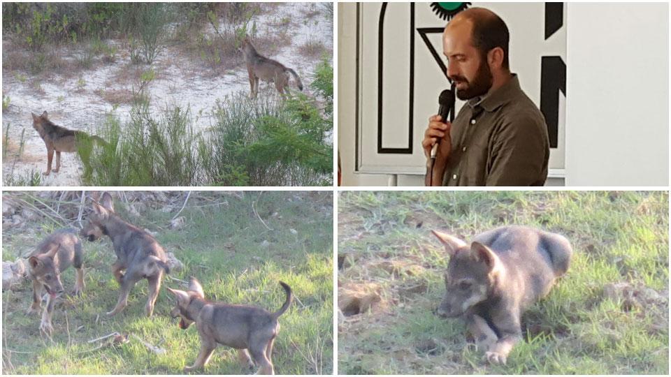 Un esemplare che si disseta sulla riva del laghetto dell’Incrociata, Davide Senserini e i lupacchiotti che si inseguono