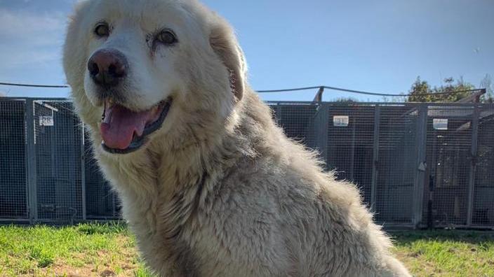 Uno dei cani in adozione al canile