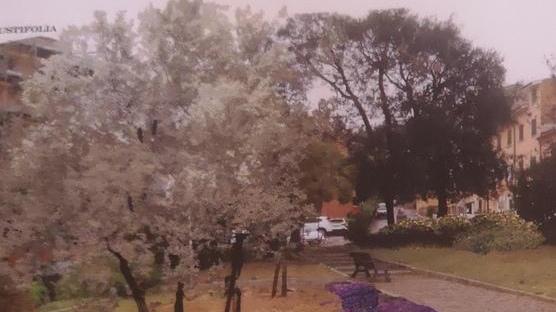Fiori colorati e alberi nei giardini pubblici