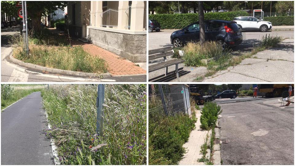 Erba incolta a lato dei marciapiedi del viale Italia, nel centro di Vada,  vegetazione incolta nel parcheggio di via Irma Bandiera, l’erba invade la pista ciclabile e la vegetazione ha ormai preso piede sui marciapiedi di via Bachelet
