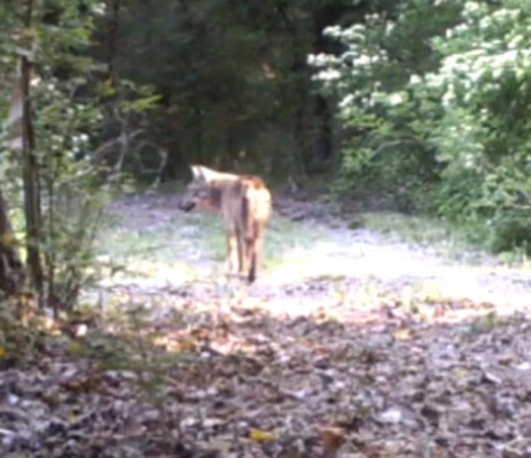 Campotto, nell'Oasi sono tornati i lupi: da secoli mancavano dalla pianura