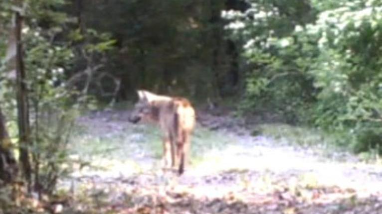 Campotto, nell'Oasi sono tornati i lupi: da secoli mancavano dalla pianura
