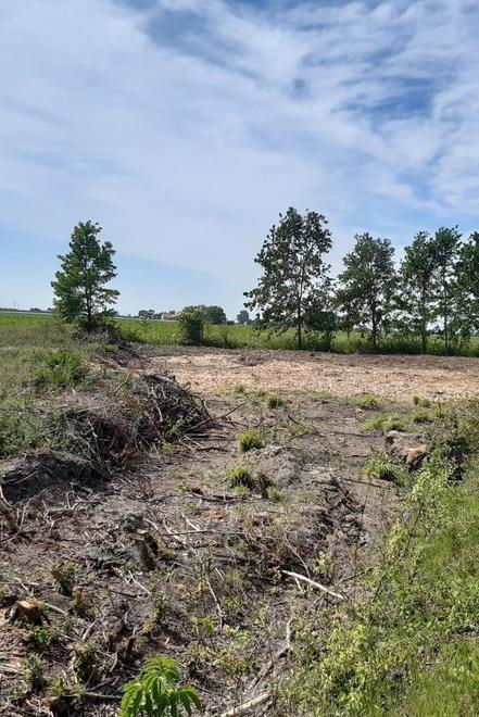 Distrutto un bosco Denunciati gli autori 