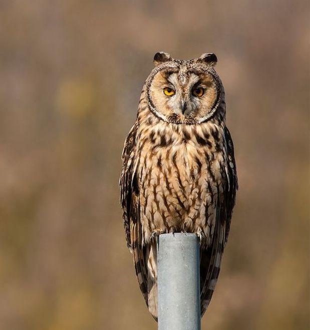 Lo sfortunato caso del gufo arrivato dall’Est morto sotto il traliccio 