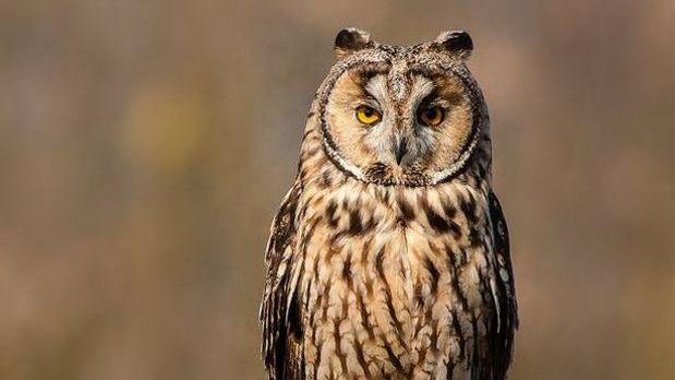 Lo sfortunato caso del gufo arrivato dall’Est morto sotto il traliccio