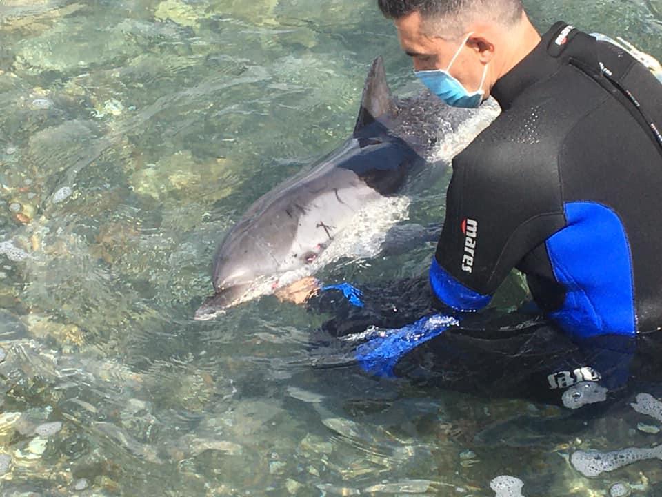 Il delfino recuperato nella foto pubblicata su Facebook dal registra Francesco Bruni