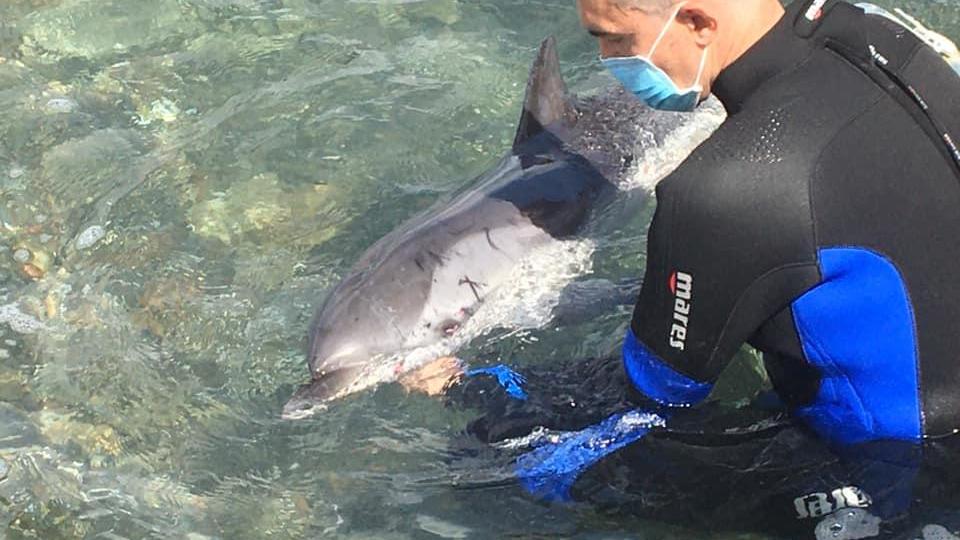 Il delfino recuperato nella foto pubblicata su Facebook dal registra Francesco Bruni
