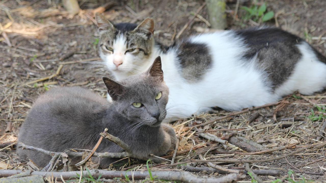 Due gatti ospiti di un gattile (foto archivio)