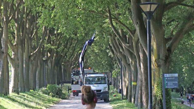 Chiuso un tratto per potare gli alberi
