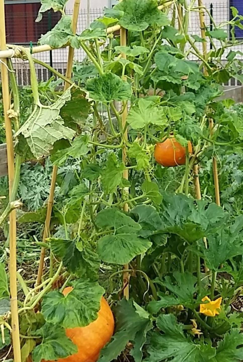 Orti urbani, un bando per assegnare diciotto lotti di terreno