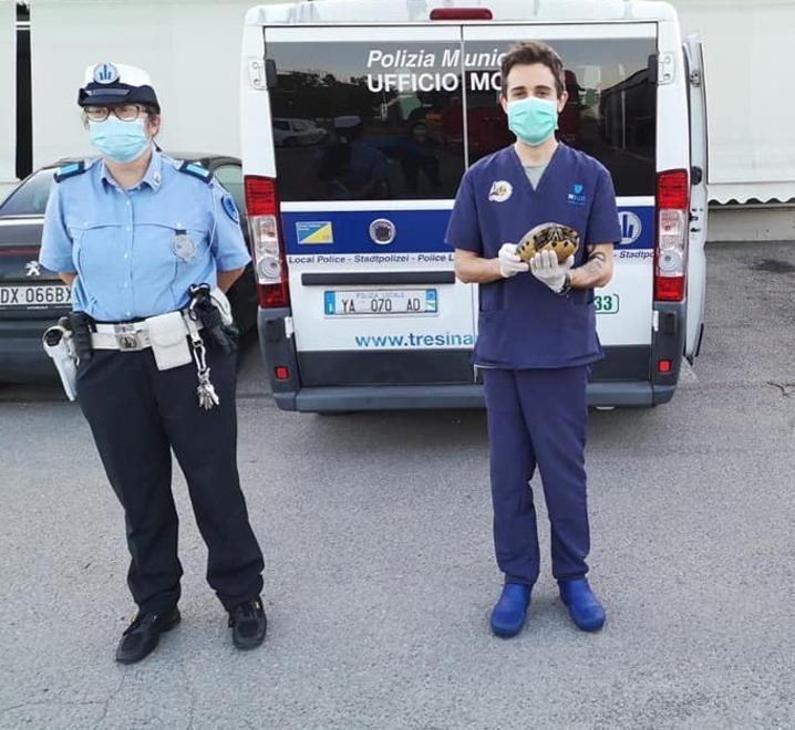 La tartaruga Eliana salvata in via Rainusso ora ha una nuova casa