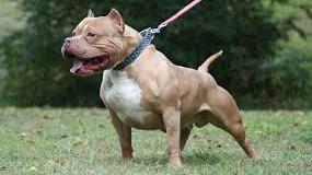 Vignola, pitbull aggredisce due persone