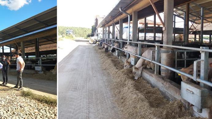 L’assessore Belli con i cittadini alla stalla de I Fabbri e una parte del bestiame dell’azienda agricola