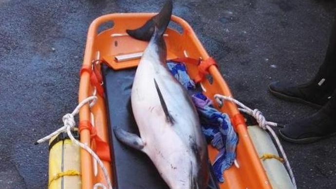 Morti due delfini