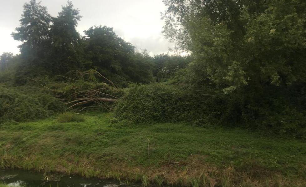 Salvo il bosco delle pioppete «I capannoni non si faranno» 