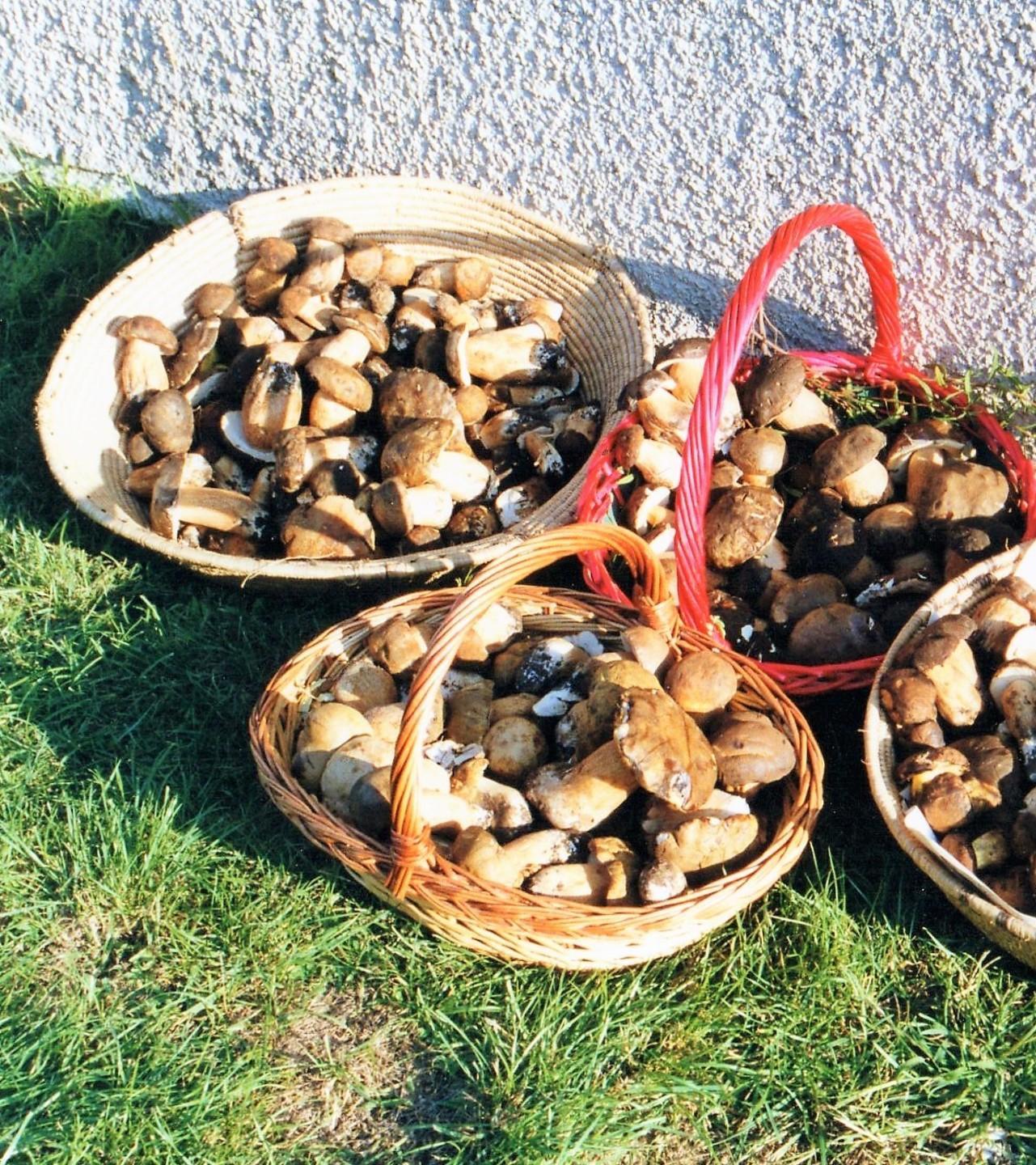 Una proposta di legge sulla raccolta dei funghi 