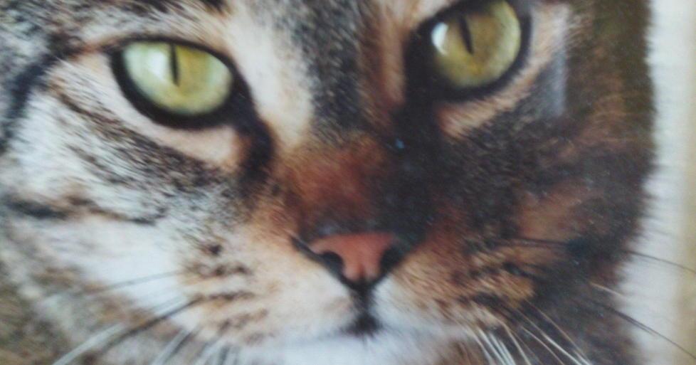 Il gatto Pedro è scomparso